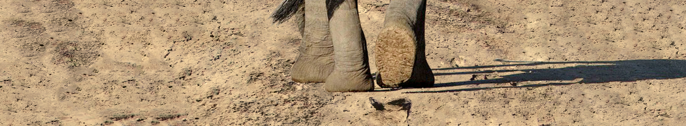 Fußabdruck eines Elefanten